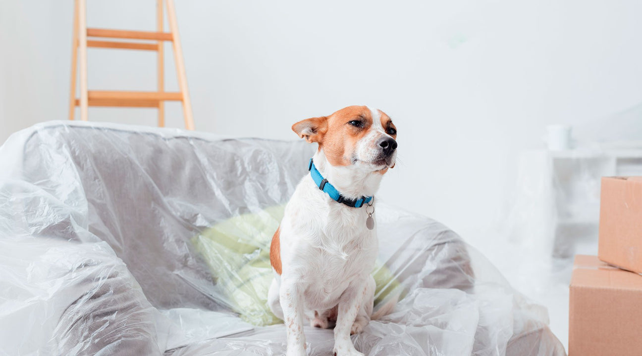 Pet Food & Animal Care